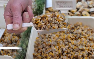 Cockles being scooped from tray