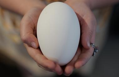 Close up of hands holding duck egg